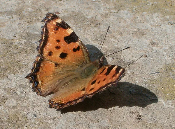 Leptir Koprivar - Aglais urticae 